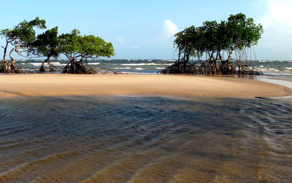 Avina e resiliência climática na Ilha de Marajó